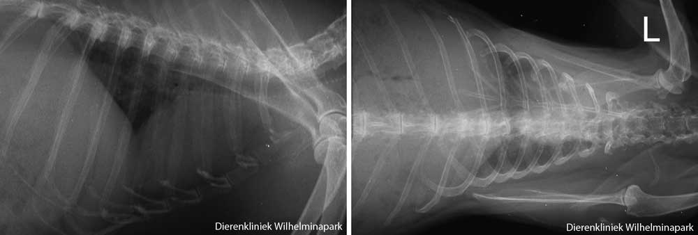 Een oud konijn met een tumor in de achterpoot, controle rontgenfoto van de borstholte